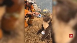 VIDEO: Pemadam Kebakaran Beri Minum Koala yang Kehausan