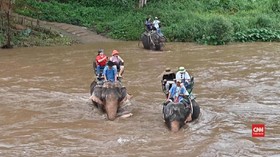VIDEO: Melihat Sisi Kelam Wisata Gajah di Thailand