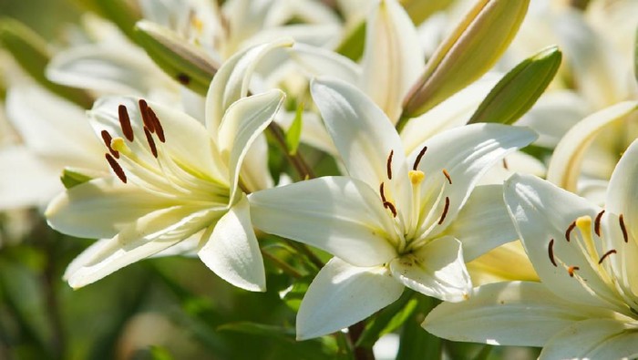 Many white lilies in a garden