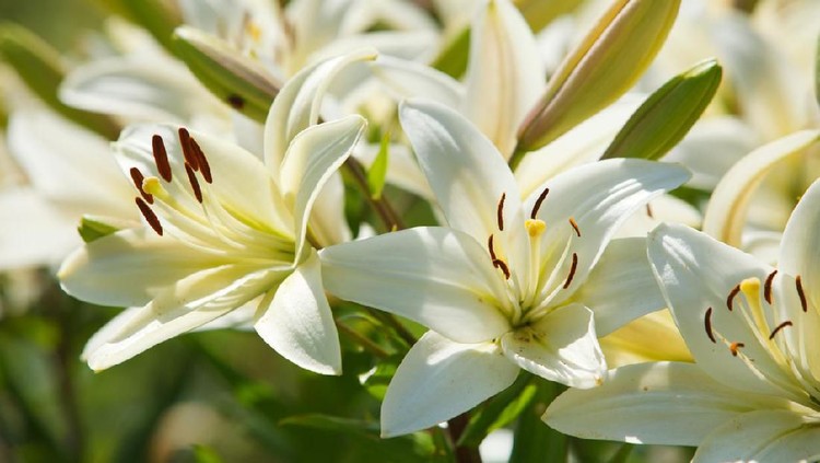 Many white lilies in a garden