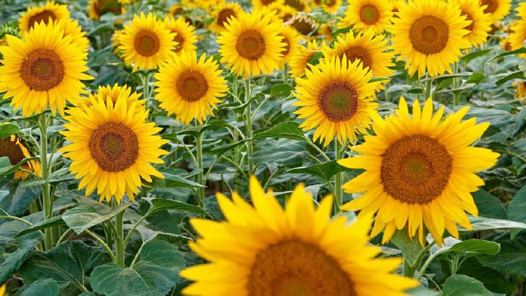Bunga Matahari Sunflower farm.