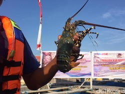 Kandungan Gizi Lobster, Seafood Mahal yang Menjerat Menteri Eddy Prabowo