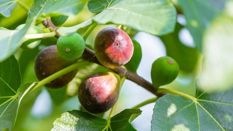buah tin