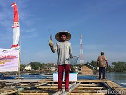 Budi Daya Lobster di RI Segera Dimulai