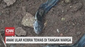 VIDEO: Anak Ular Kobra Tewas di Tangan Warga