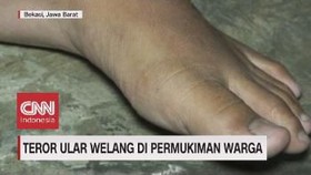 VIDEO: Teror Ular Welang di Permukiman Warga