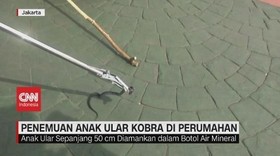 VIDEO: Penemuan Anak Ular Kobra di Perumahan Mewah