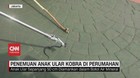VIDEO: Penemuan Anak Ular Kobra di Perumahan Mewah