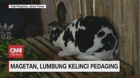 VIDEO: Magetan, Lumbung Kelinci Pedaging