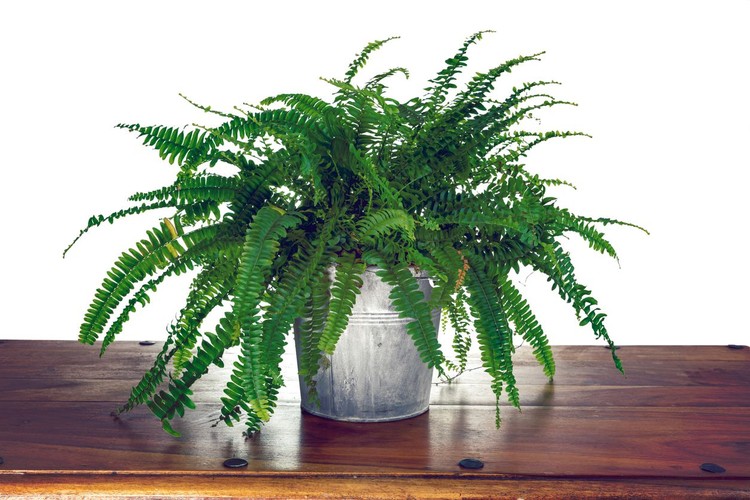 Studio photo shoot of a Nephrolepis exaltata 