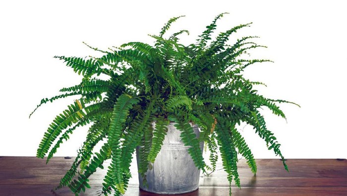 Studio photo shoot of a Nephrolepis exaltata 