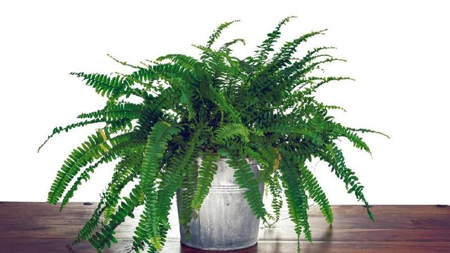 Boston Fern to Bromeliad, 11 Ornamental Plants Are Safe for Cats and Dogs