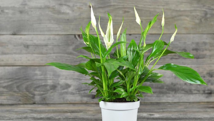 Spathe flower in flowerpot on wooden background