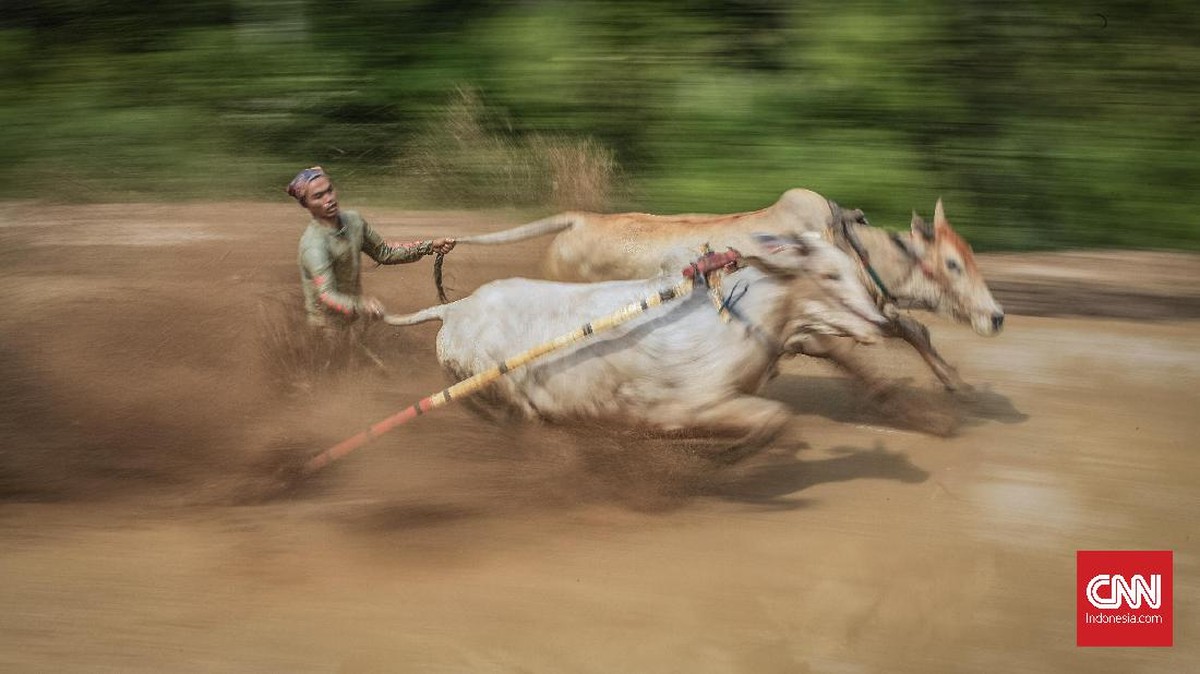 FOTO: Memburu Gambar Balapan 'Jawi'