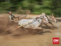 Pakai Masker dan Jaga Jarak di Pacu Jawi Tanah Datar