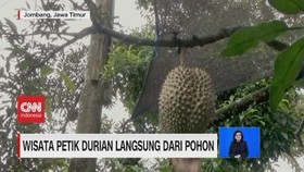 VIDEO: Wisata Petik Durian Langsung dari Pohon