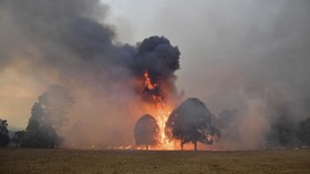 Kebakaran Hutan, WNI Diimbau Tinggalkan Daerah Australia