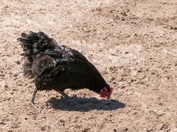 Murka Aan di Balik Jasad Pencuri Terbaring di Kandang Ayam Garut