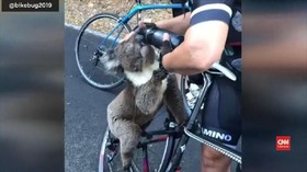 VIDEO: Seekor Koala Kehausan Akibat Karhutla