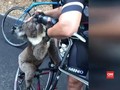 VIDEO: Seekor Koala Kehausan Akibat Karhutla