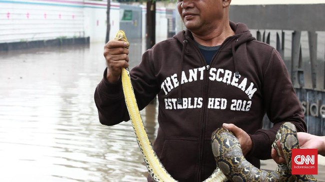 LIPI beri penjelasan soal bermunculannya ular saat banjir yang terjadi di beberapa wilayah Jabodetabek sejak malam tahun baru 2020.