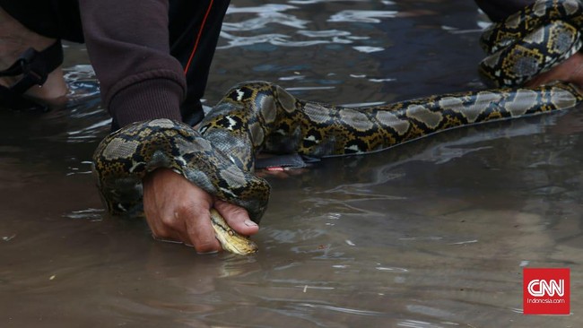 Warganet melaporkan banyak temuan ular piton hingga kobra saat banjir melanda.