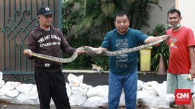 Kebiasaan Sepele yang Justru Mengundang Ular Masuk ke Rumah