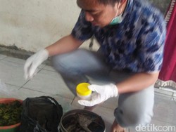 Tim Gabungan Investigasi Keracunan Ikan Tongkol Bakar Usai Pesta Tahun Baru