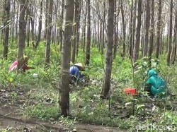 Warga Pinggiran Hutan Asyik Berburu Enthung untuk Dimakan dan Dijual