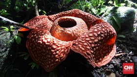 Rafflesia Tuan-Mudae Terbesar di Dunia Mekar di Agam