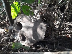 Ada Bekas Daun Terbakar di Lokasi Penemuan 2 Tengkorak Gajah