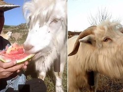 Hobi Curi Makanan, Aksi Kucing hingga Kambing Ini Bikin Gemas
