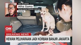 VIDEO: Hewan Peliharaan Jadi Korban Banjir