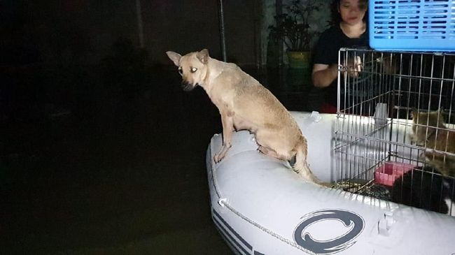 Banyak hewan peliharaan terjebak saat banjir merendam wilayah Jakarta dan sekitarnya. Sebagian berhasil diselamatkan, sebagian lainnya tak diketahui nasibnya.