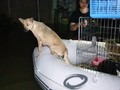Banjir Jakarta dan Hewan-hewan Gemas yang 'Menangis'