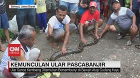VIDEO: Warga Temukan Ular Sanca di Perumahan Pascabanjir