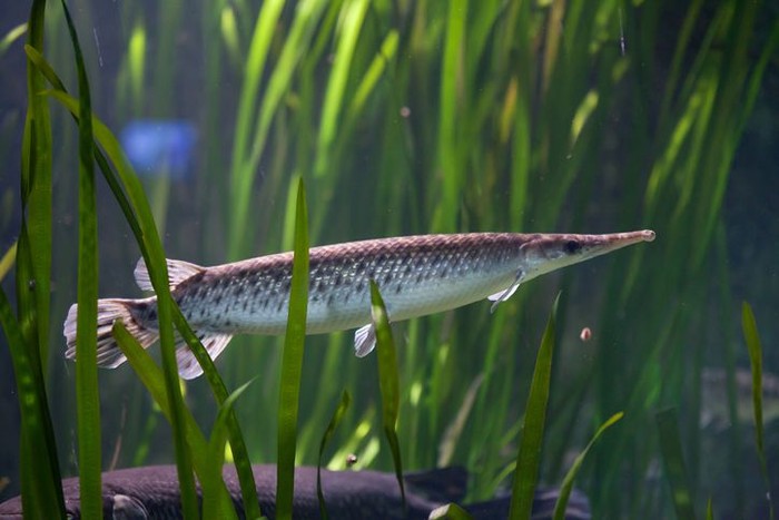 Closeup Alligator Gar or Atractosteus spatula Swimming Underwater