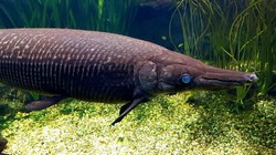 img-title Ini Alasan Ikan Aligator Gar Dilarang Dipelihara di Indonesia, Ternyata gegara...