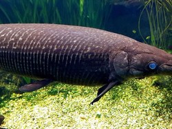 Kenali Ikan Aligator, Bajak Laut Sungai yang Telurnya Beracun