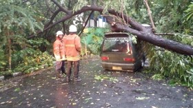Cuaca Ekstrem Manado Picu Pohon Tumbang, Warga Mesti Waspada