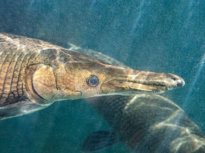 Closeup Alligator Gar or Atractosteus spatula Swimming Underwater