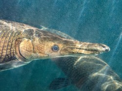 Aji Syok Saat Ayahnya Dihukum 5 Bulan Penjara gegara Ikan Aligator