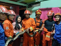 Damkar Tangkap Ular Piton 3 Meter yang Masuk Rumah Warga di Makassar
