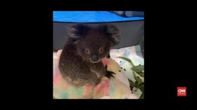 VIDEO: Bayi Koala Selamat dari Kebakaran Hutan Australia