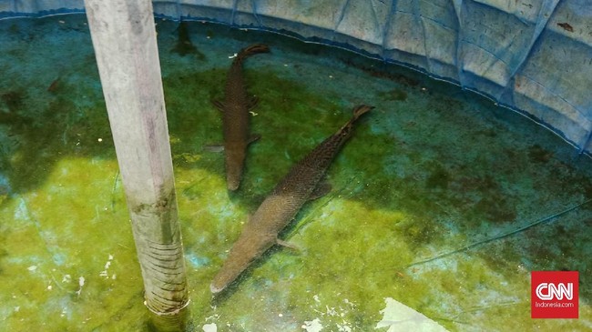 Lapas Perempuan Sukamiskin menyebut ikan aligator yang menggigit bocah 1,5 tahun merupakan pemberian keluarga tahanan dan akan menyerahkannya ke BKIPM.