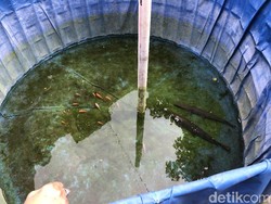 Ikan Aligator yang Gigit Balita Belum Dimusnahkan Pihak Lapas Wanita
