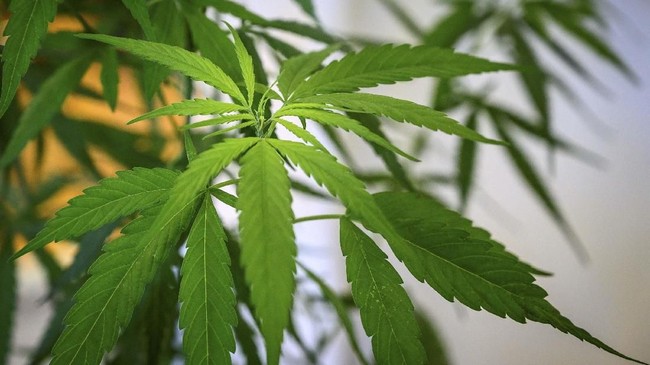 Pemerintah Thailand berharap ganja bisa menjadi salah satu tanaman budidaya unggulan untuk keperluan pengobatan.