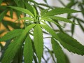 Polisi London Gerebek Gedung Perkantoran Jadi Ladang Ganja