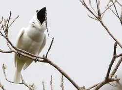 Burung Ini Punya Suara Sekencang Speaker Konser Musik Rock