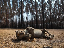 Miliaran Flora & Fauna Australia Hilang Akibat Kebakaran